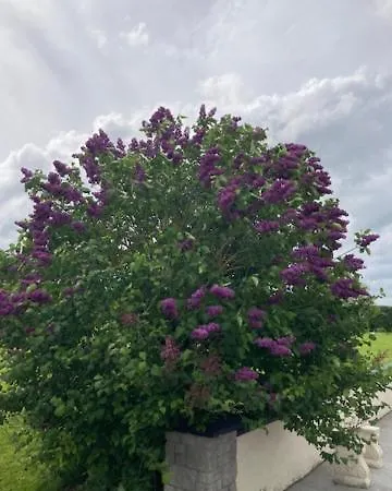 بيت ضيافة Lir